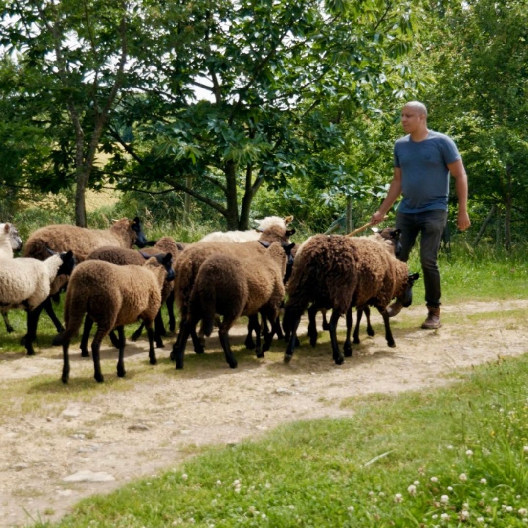 Moutons Noirs du Velay